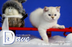 Dave ist 10 Wochen alt ( 11.01.2020 )