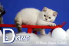 Dave ist 10 Wochen alt ( 11.01.2020 )