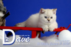 Dave ist 10 Wochen alt ( 11.01.2020 )