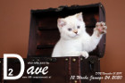 Dave ist 12 Wochen alt ( 24.01.2020 )