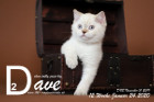 Dave ist 12 Wochen alt ( 24.01.2020 )