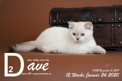 Dave ist 12 Wochen alt ( 24.01.2020 )