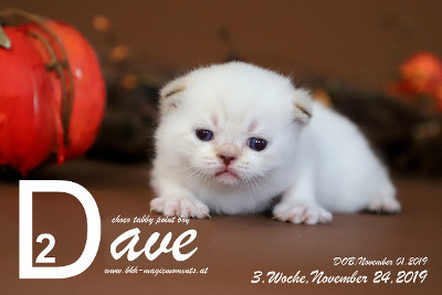 Dave ist 3 Wochen alt ( 10.11.2019 )