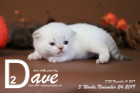 Dave ist 3 Wochen alt ( 10.11.2019 )