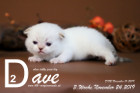 Dave ist 3 Wochen alt ( 10.11.2019 )