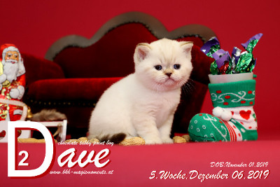 Dave ist 5 Wochen alt ( 06.12.2019 )