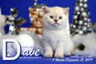 Dave ist 7 Wochen alt ( 21.12.2019 )