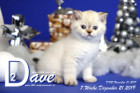 Dave ist 7 Wochen alt ( 21.12.2019 )