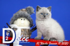 Dolce ist 10 Wochen alt ( 11.01.2020 )