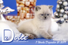 Dolce ist 7 Wochen alt ( 21.12.2019 )