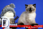 Donna ist 10 Wochen alt ( 11.01.2020 )