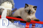 Donna ist 10 Wochen alt ( 11.01.2020 )