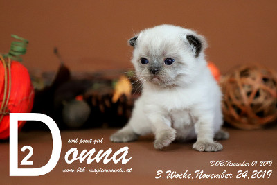 Donna ist 3 Wochen alt ( 24.11.2019 )