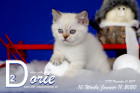 Dorie ist 10 Wochen alt ( 11.01.2020 )