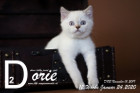 Dorie ist 12 Wochen alt ( 24.01.2020 )