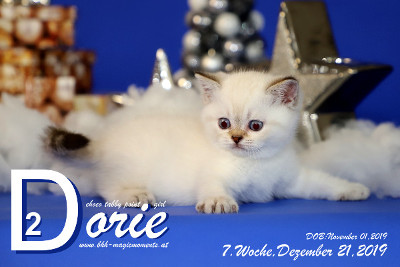 Dorie ist 7 Wochen alt ( 21.12.2019 )