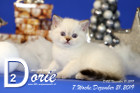 Dorie ist 7 Wochen alt ( 21.12.2019 )