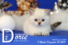 Dorie ist 7 Wochen alt ( 21.12.2019 )