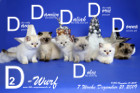 Unser D2-Wurf ist 7 Wochen alt ( 21.12.2019 )