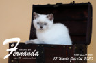 Fernanda ist 12 Wochen alt ( 04.07.2020 )