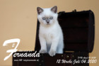 Fernanda ist 12 Wochen alt ( 04.07.2020 )