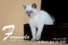 Fernanda ist 12 Wochen alt ( 04.07.2020 )
