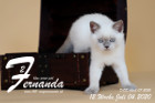 Fernanda ist 12 Wochen alt ( 04.07.2020 )