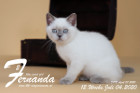 Fernanda ist 12 Wochen alt ( 04.07.2020 )