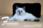 Fernanda ist 12 Wochen alt ( 04.07.2020 )