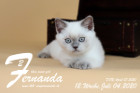 Fernanda ist 12 Wochen alt ( 04.07.2020 )