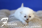 Fernanda ist 2 Wochen alt ( 22.04.2020 )
