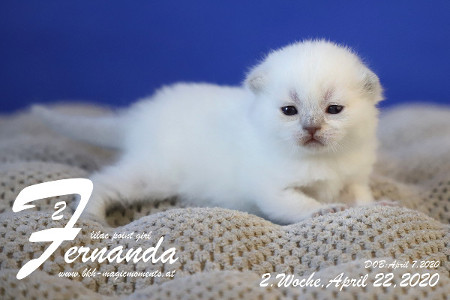 Fernanda ist 2 Wochen alt ( 22.04.2020 )