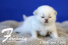Fernanda ist 2 Wochen alt ( 22.04.2020 )