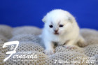 Fernanda ist 2 Wochen alt ( 22.04.2020 )