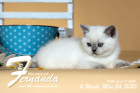 Fernanda ist 6 Wochen alt ( 24.05.2020 )