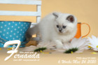 Fernanda ist 6 Wochen alt ( 24.05.2020 )