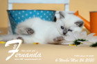 Fernanda ist 6 Wochen alt ( 24.05.2020 )