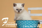 Fernanda ist 6 Wochen alt ( 24.05.2020 )