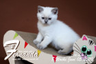 Fernanda ist 8 Wochen alt ( 05.06.2020 )