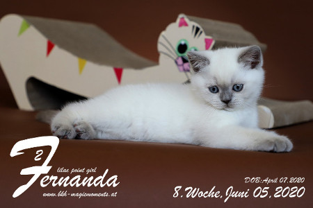 Fernanda ist 8 Wochen alt ( 05.06.2020 )