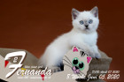 Fernanda ist 8 Wochen alt ( 05.06.2020 )
