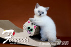 Fernanda ist 8 Wochen alt ( 05.06.2020 )
