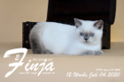 Finja ist 12 Wochen alt ( 04.07.2020 )