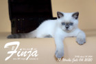 Finja ist 12 Wochen alt ( 04.07.2020 )