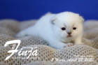 Finja ist 2 Wochen alt ( 22.04.2020 )