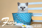 Finja ist 6 Wochen alt ( 24.05.2020 )