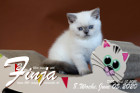 Finja ist 8 Wochen alt ( 05.06.2020 )