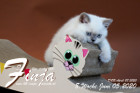 Finja ist 8 Wochen alt ( 05.06.2020 )