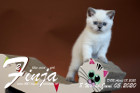 Finja ist 8 Wochen alt ( 05.06.2020 )