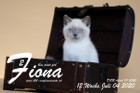 Fiona ist 12 Wochen alt ( 04.07.2020 )